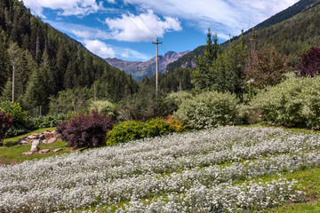 cultivation of edelweiss flowers in mountain