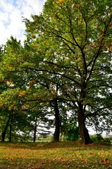 Fototapeta na wymiar A forest in autumn. Oaks in autumn.