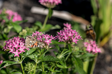 Butterfly on Flowers
