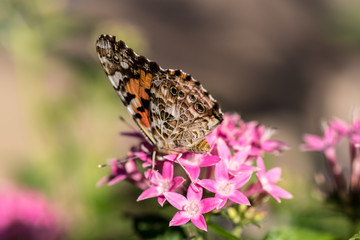 Closeup Butterfly on Flowers - 171983997