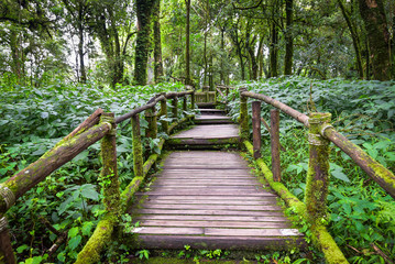 Walkway with wooden bridge through gree rain forest with beautiful moss around handrail for success way concept