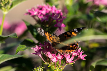 Closeup Butterfly on Flowers - 171984156