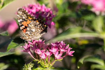 Closeup Butterfly on Flowers - 171984583