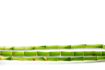 lucky green bamboo