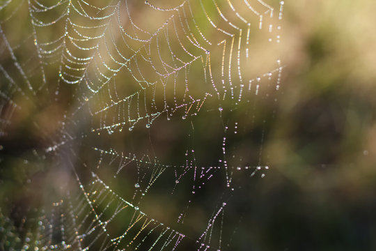 Close up view of the strings of a spiders web. Spider web with colorful background, nature series