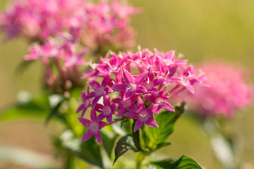 Closeup Pretty Pink Flowers - 171985130