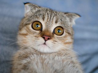 Close-up focus on the eyes of a Golden cute kitten cat with big brown yellow eyes