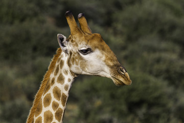 Portrait Girafe