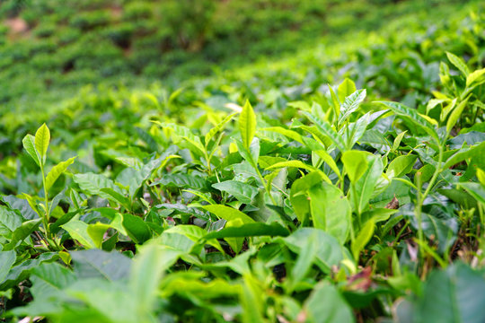 Camellia sinensis