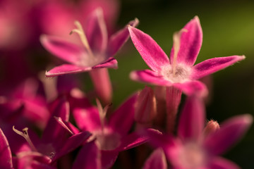 Beautiful Flower Closeup - 171985512