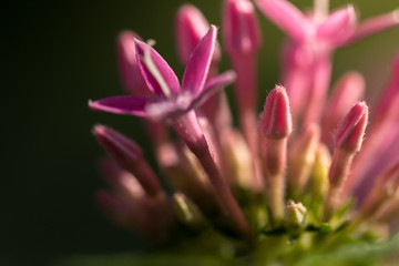 Beautiful Flower Closeup - 171985722