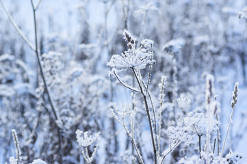 Winter landscape with snow-covered grass