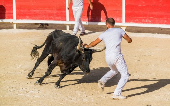Course Camarguaise.