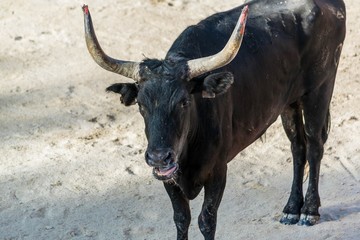 Course Camarguaise.