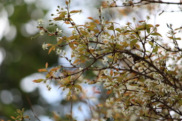 Flores de pitangueira