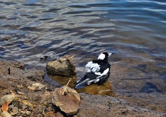 Australian Magpie by the Baroon lake
