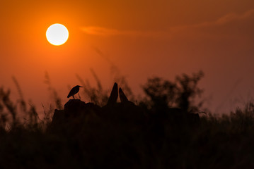 Sunset bird
