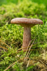 Edible mushroom (Lactarius rufus) among forest vegetation