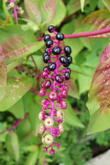 American Pokeweed berries (Phytolacca americana) 