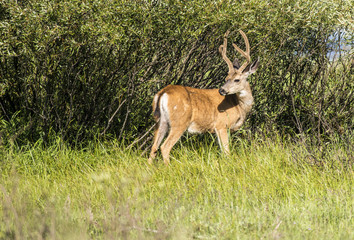 Mule deer, Yosemite National Park, CA