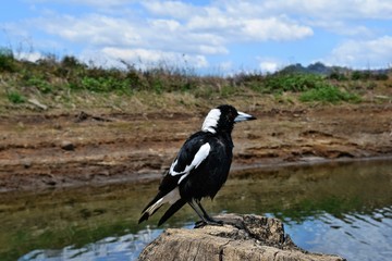 Australian Magpie by the Baroon lake