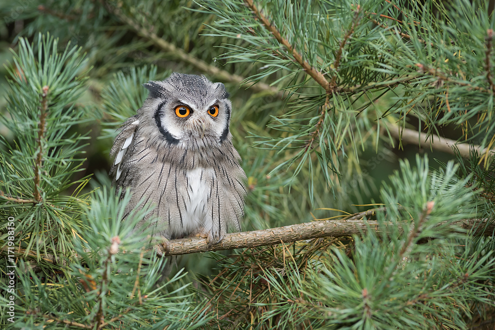 Poster an alert looking white faced scops owl perched a branch in a tree staring forward with large orange 