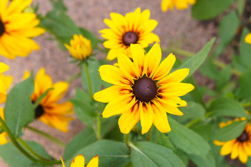 Fototapeta premium Rudbeckia hirta or black-eyed-Susanyellow flowers with green