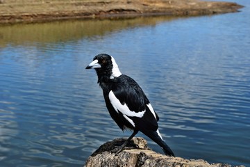 Fototapeta premium Australian Magpie by the Baroon lake