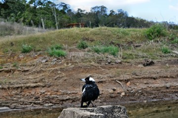 Australian Magpie by the Baroon lake