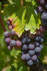 Obrazy na Szkle  Zbliżenie wino fioletowe winogrona z zielonymi liśćmi w winnicach regionu Chianti, Toskania, Włochy