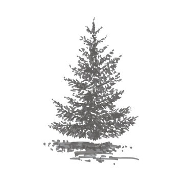 Hand-drawn tree, fir. Realistic image in shades of gray, sketch painted with ink brush