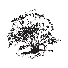 Hand-drawn bush. Black and white realistic image, sketch painted with ink brush