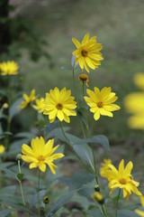 Obraz premium Jerusalem Artichoke Flowers