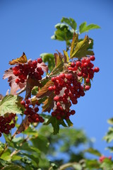 Природа (Деревья)