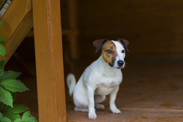 Jack Russell on the porch © vilma3000