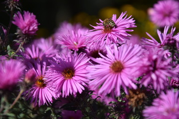 Природа (Цветы)