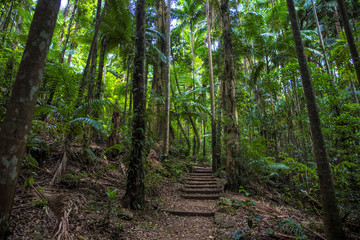 rainforest filled with palm trees, way / path trough the forest, tropical rainforest