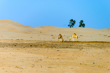 Desert camels in the distance against sand dunes