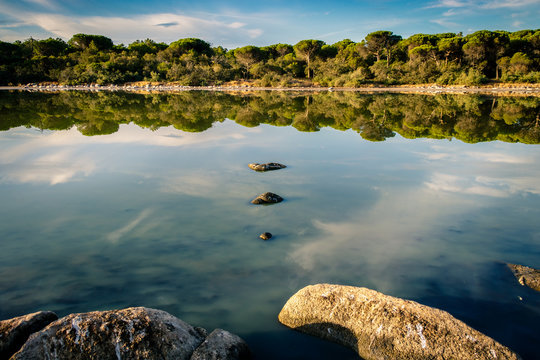 Reflection of a pine forest in the dried out lake Padulu Tortu on the island of Corsica.