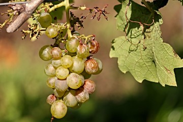 Weintraube am Rebstock