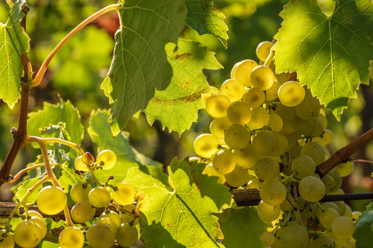 Weinrebe der Rebsorte M&uuml;ller-Thurgau