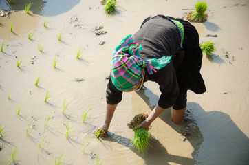 Vietnamienne plantant du riz