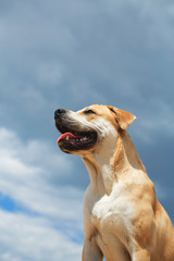 Dog looking away with mouth opened