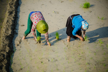 Vietnamiennes plantant du riz