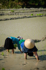 Vietnamiennes dans les rizières