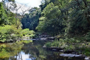 Fototapeta na wymiar Beautiful small river in Gardners Falls Maleny
