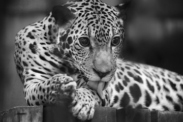 Jaguar Black & White