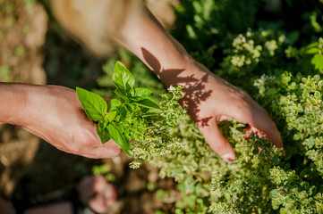 Woman's hands picking fresh herbs in herb garden - obrazy, fototapety, plakaty