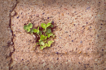 Clover sprout in concrete. Toned.
