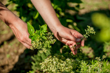 Woman's hands picking fresh herbs in herb garden - obrazy, fototapety, plakaty